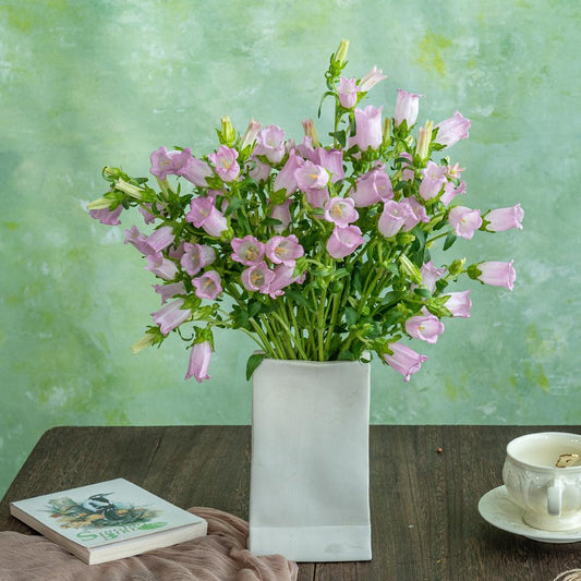 粉色风铃草 ~ Pink Bellflower