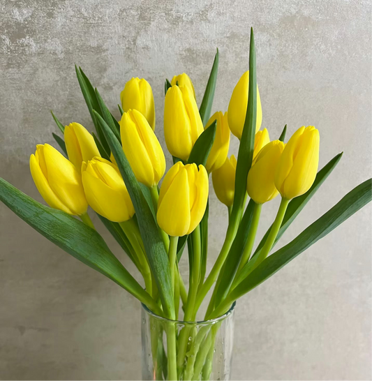 10支 - 黄郁金香 ~ Yellow Tulip