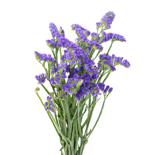 紫色勿忘我 ~ Statice Purple
