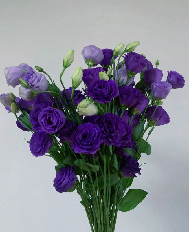 深紫桔梗 - Dark Purple Eustoma