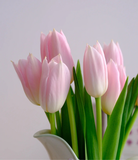 10支 - 浅粉郁金香 ~ Light Pink Tulip