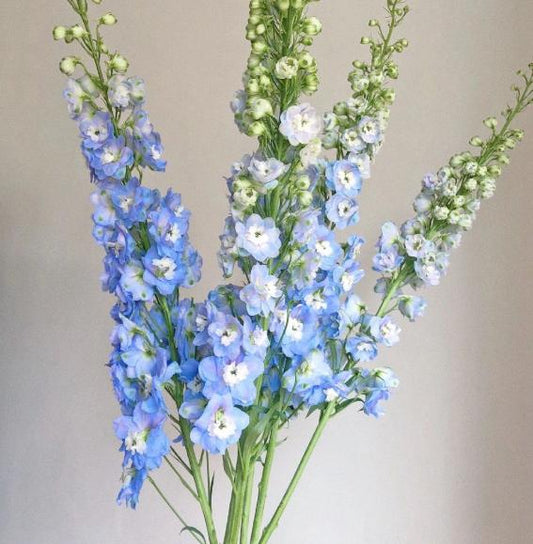 浅蓝色大飞燕 ~ Light Blue Delphinium Flower