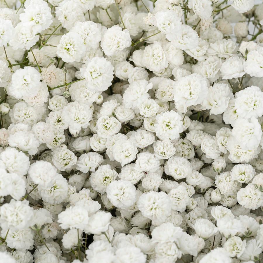 白色满天星一包 ~ White Baby Breath