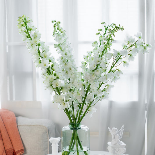 白色大飞燕 ~ Delphinium White