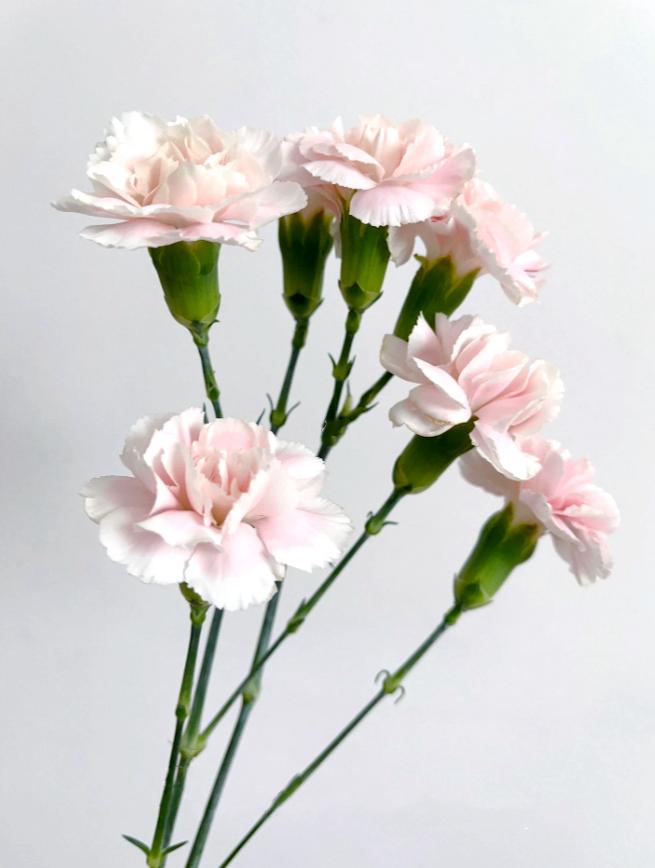 20支 - 浅粉康乃馨 ~ Pink Carnation