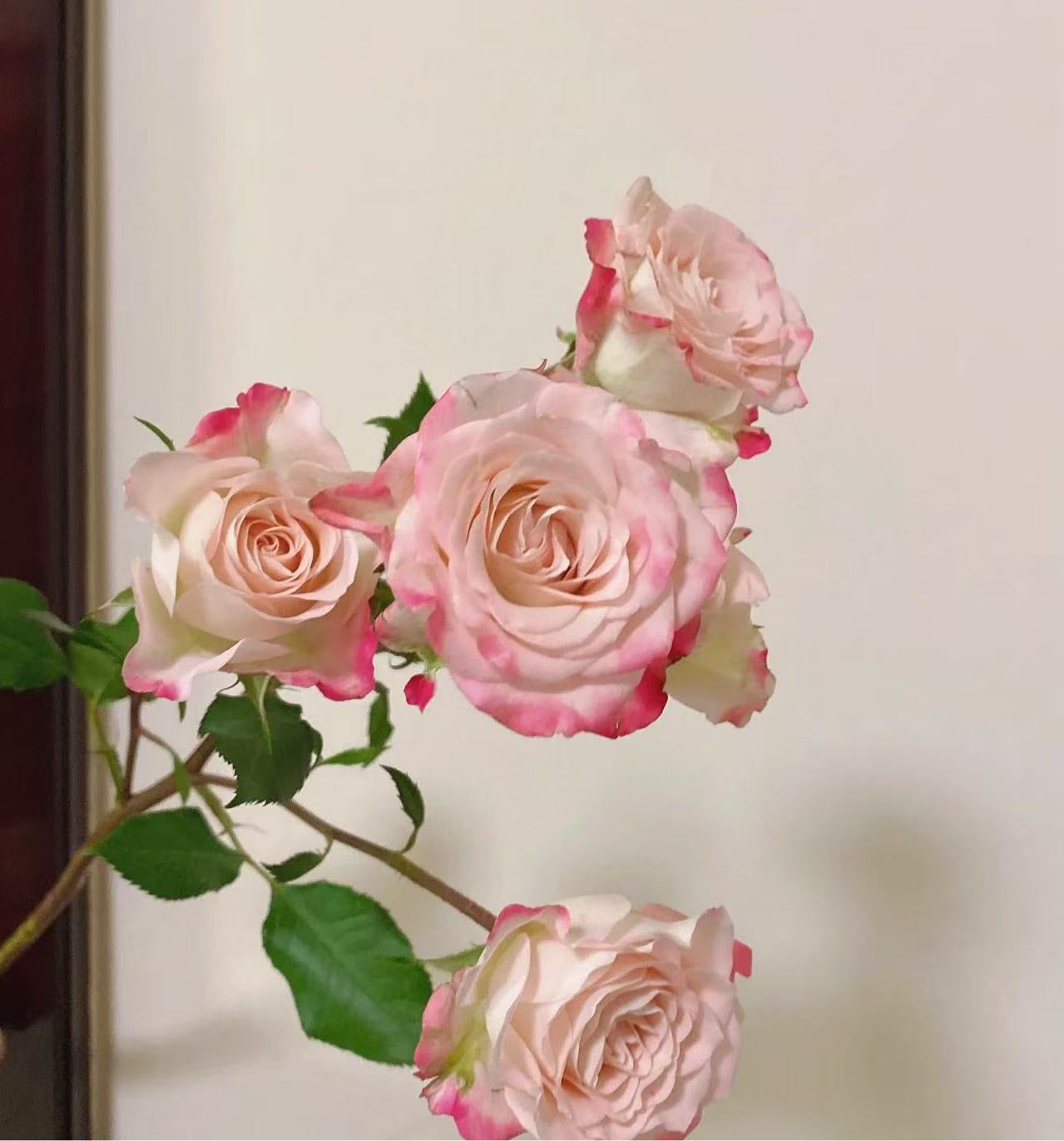 10支 - 折射多头玫 ~ 2 Tone Mini Roses