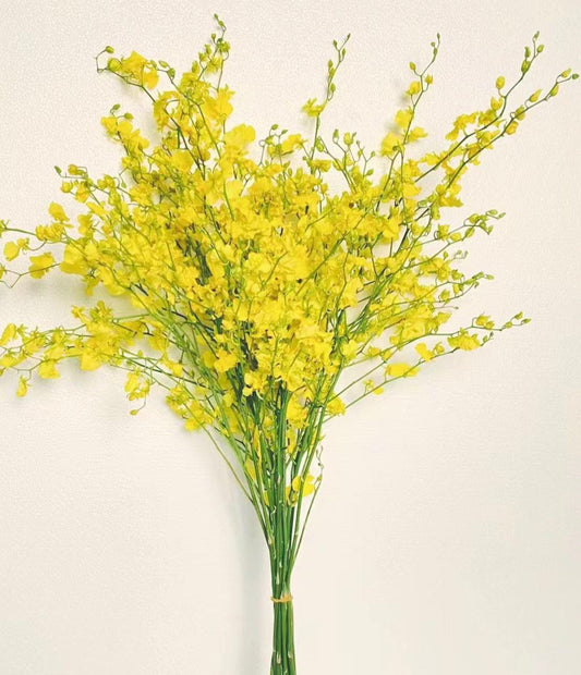 跳舞兰 ~ Dancing Orchid