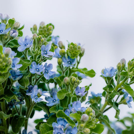 蓝星花 ~ Oxypetalum