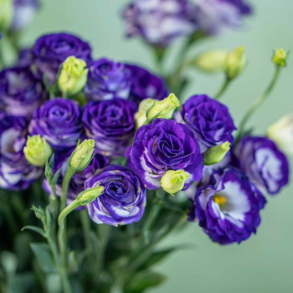 浅边桔梗 - Purple Eustoma (Copy)