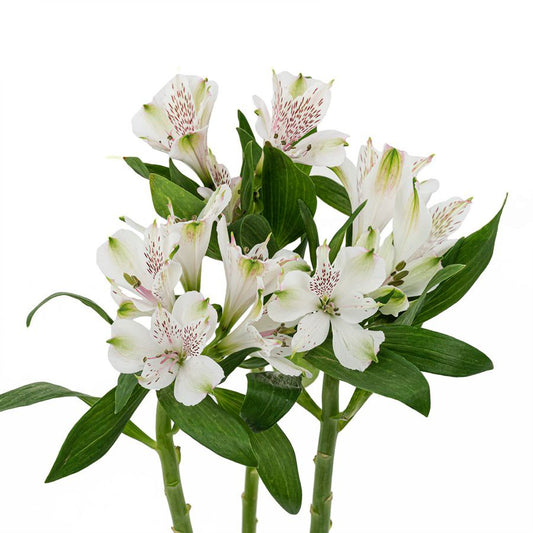 白色六初花~ White six first flowers