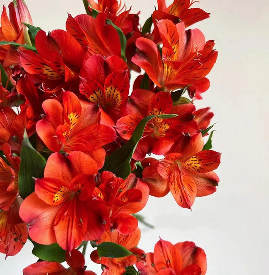 红色六初花~ Red six first flowers