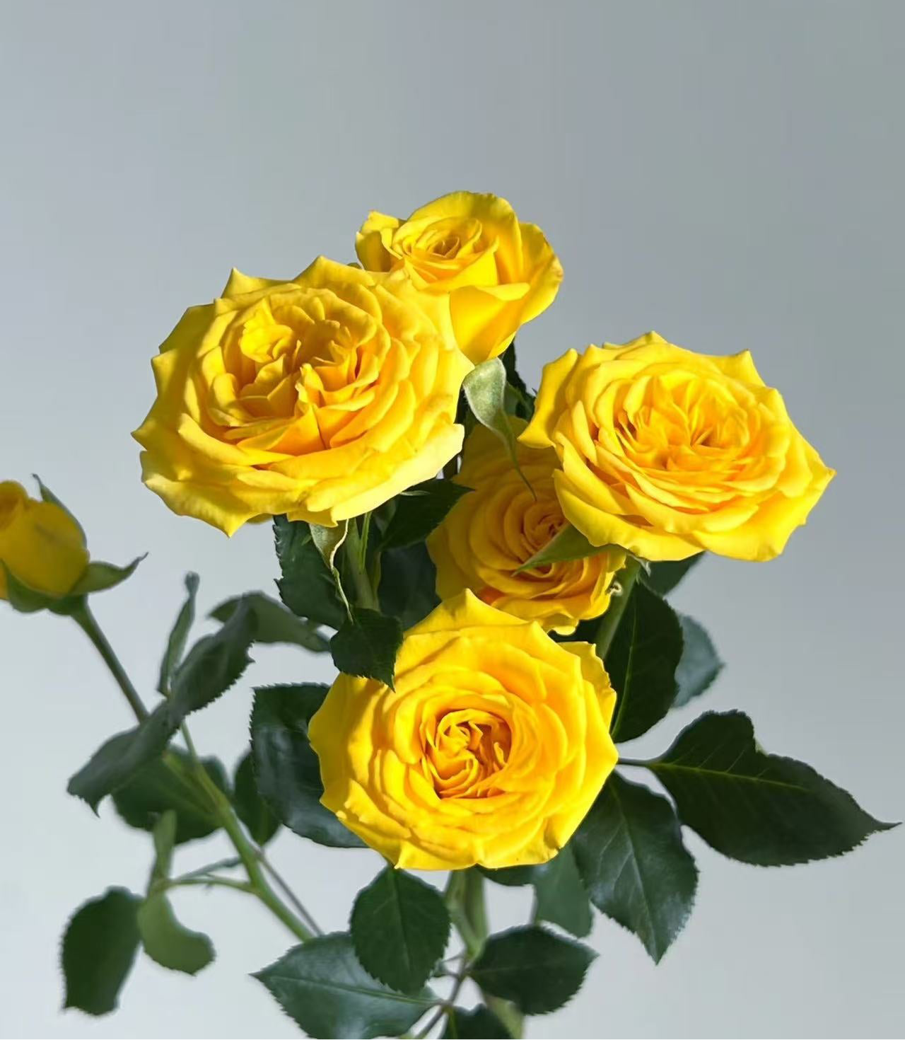 10支 - 黄色多头玫 ~ Yellow Mini Roses