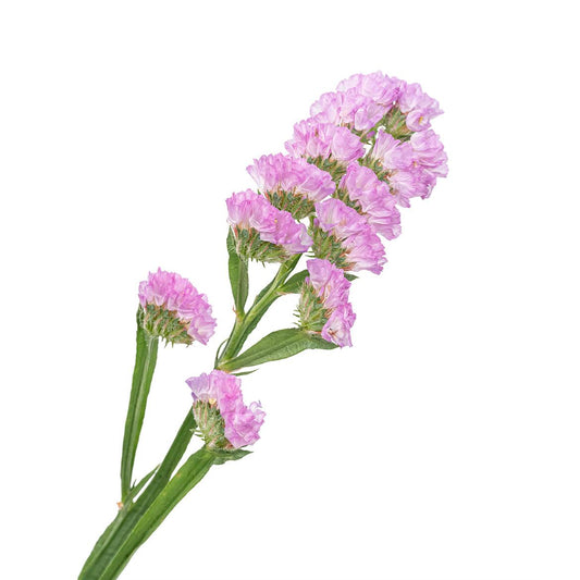 粉色勿忘我 ~ Statice Pink