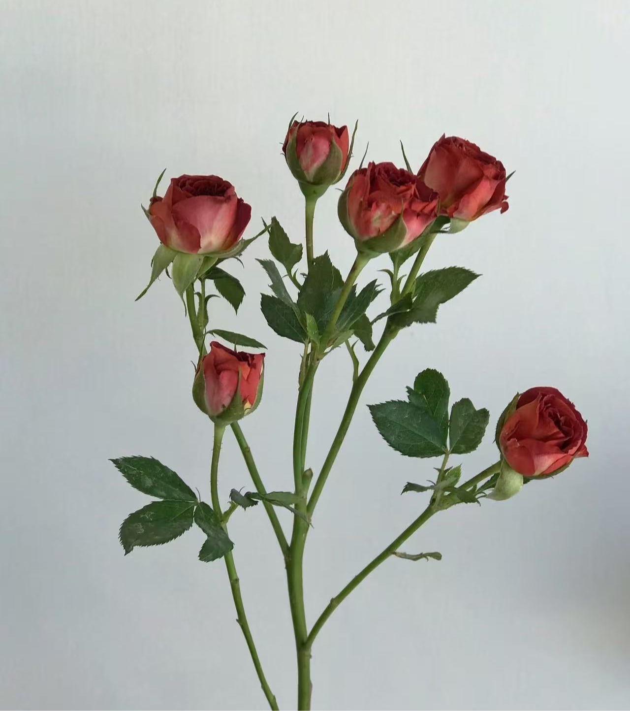 10支 - 巧克力多头玫 ~ Cappuccino Mini Roses