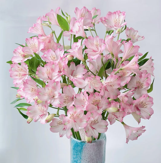 粉色六初花 ~ Pink six first flowers