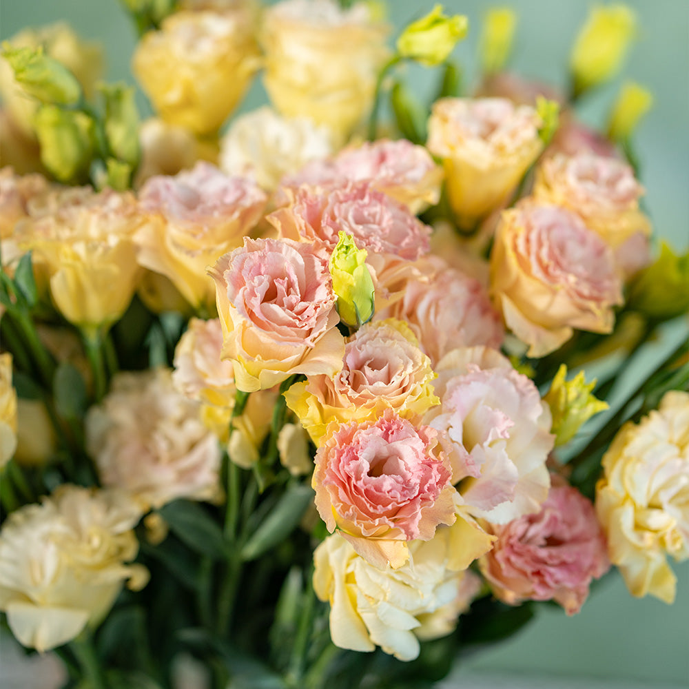 香槟桔梗 - Champange Eustoma