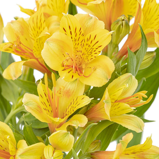 黄色六初花 ~ Yellow Six first flowers