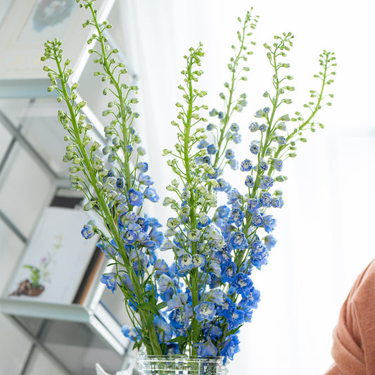 深蓝色大飞燕 ~ Dark Blue Delphinium Flower (Copy)