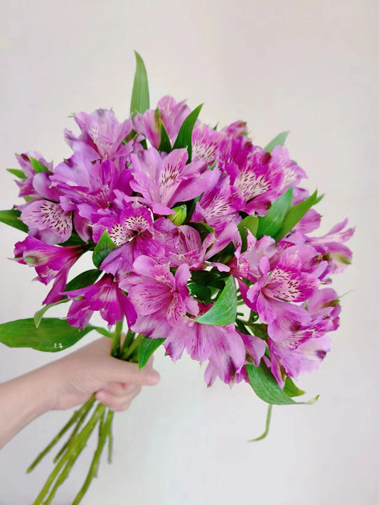 紫色六初花 ~ Purple Six first flowers