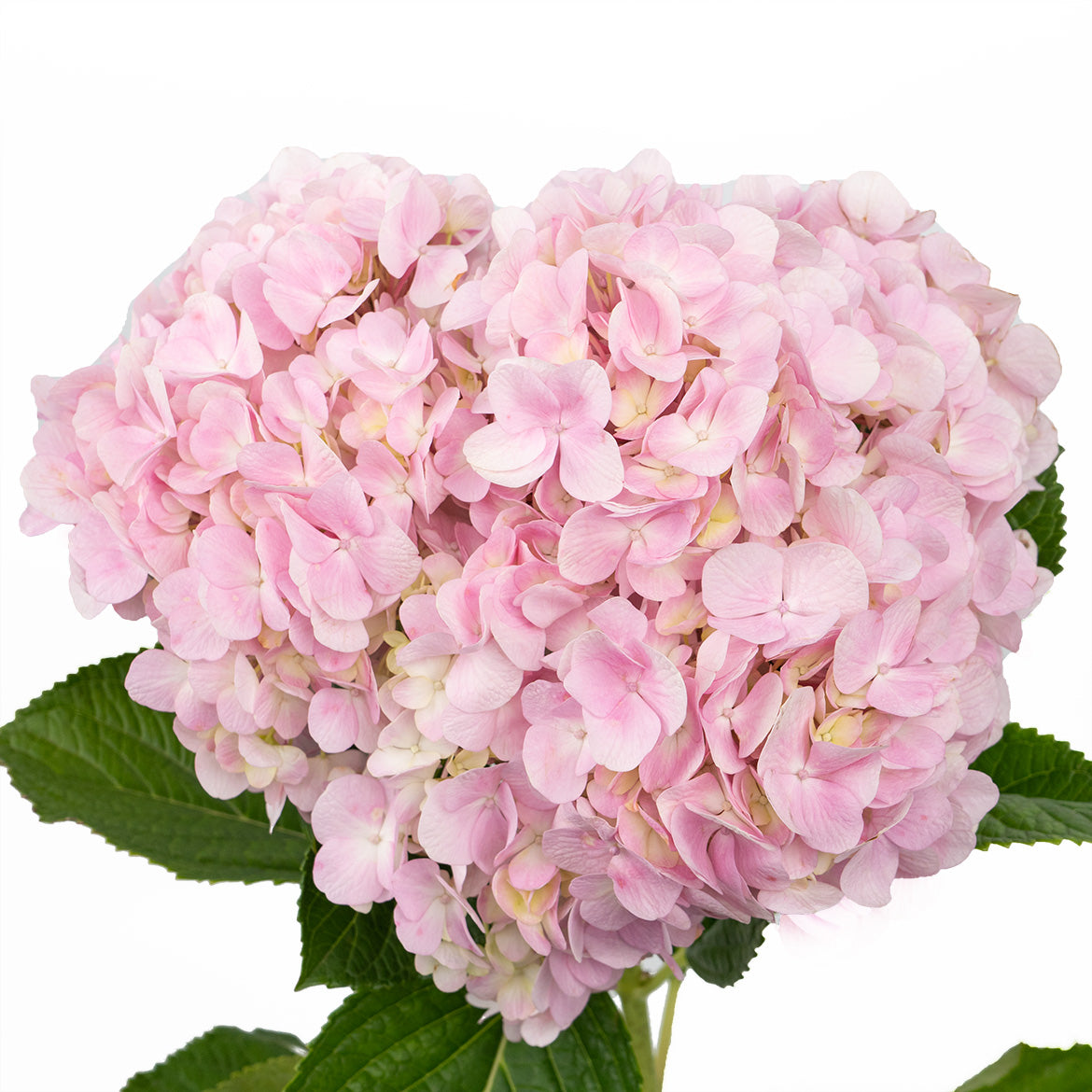 单支 - 浅粉·绣球 ~ Light Purple Hydrangea