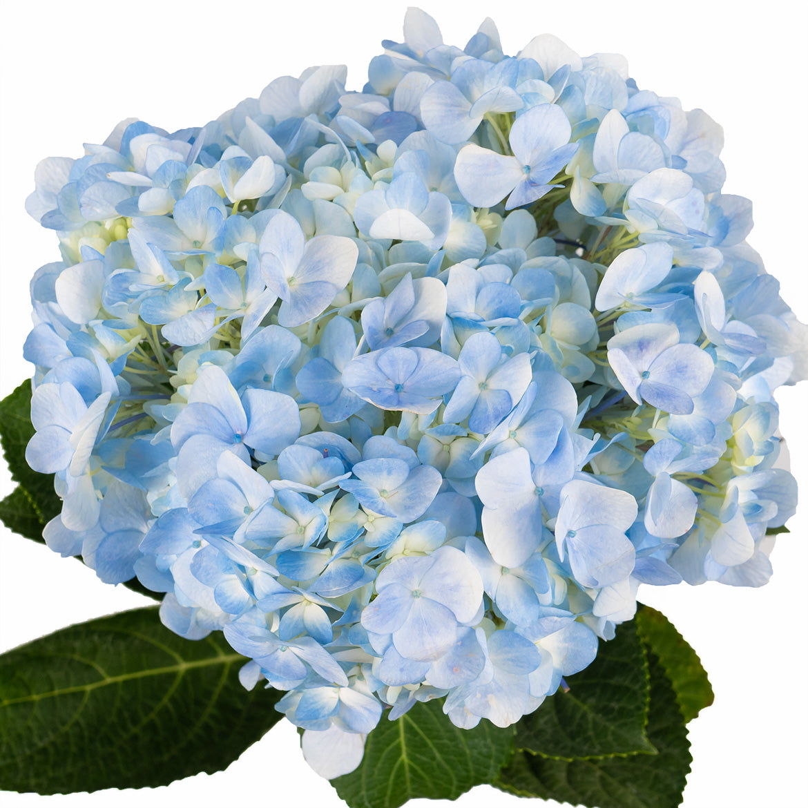 单支 - 浅蓝绣球 ~ LIght Blue Hydrangea