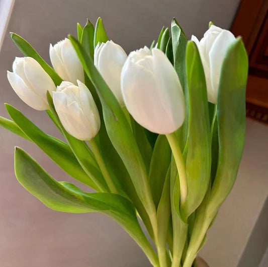 10支 - 白色郁金香 ~ Light Purple Tulip