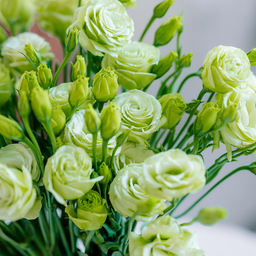 绿色洋桔梗~Green Eustoma