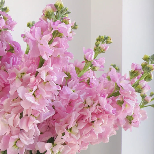 粉色紫罗兰/十枝