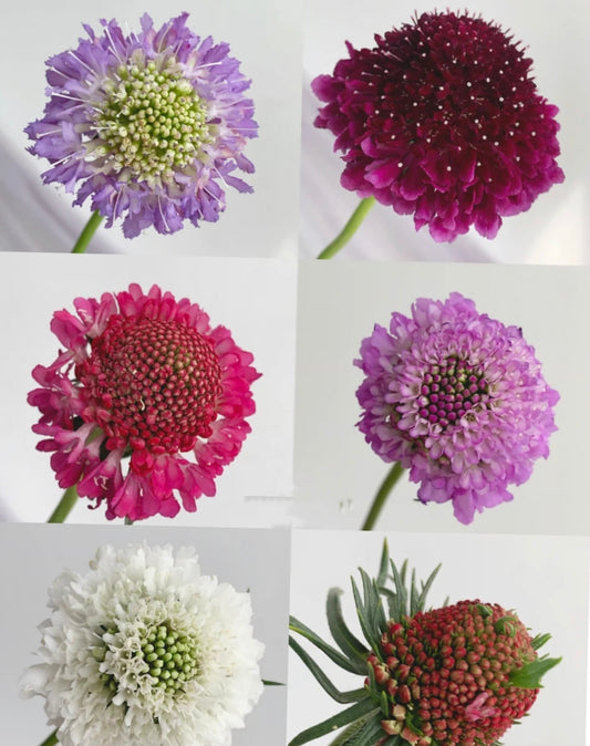 松虫草/颜色随机