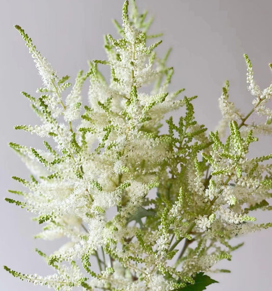 白色落新妇~一束