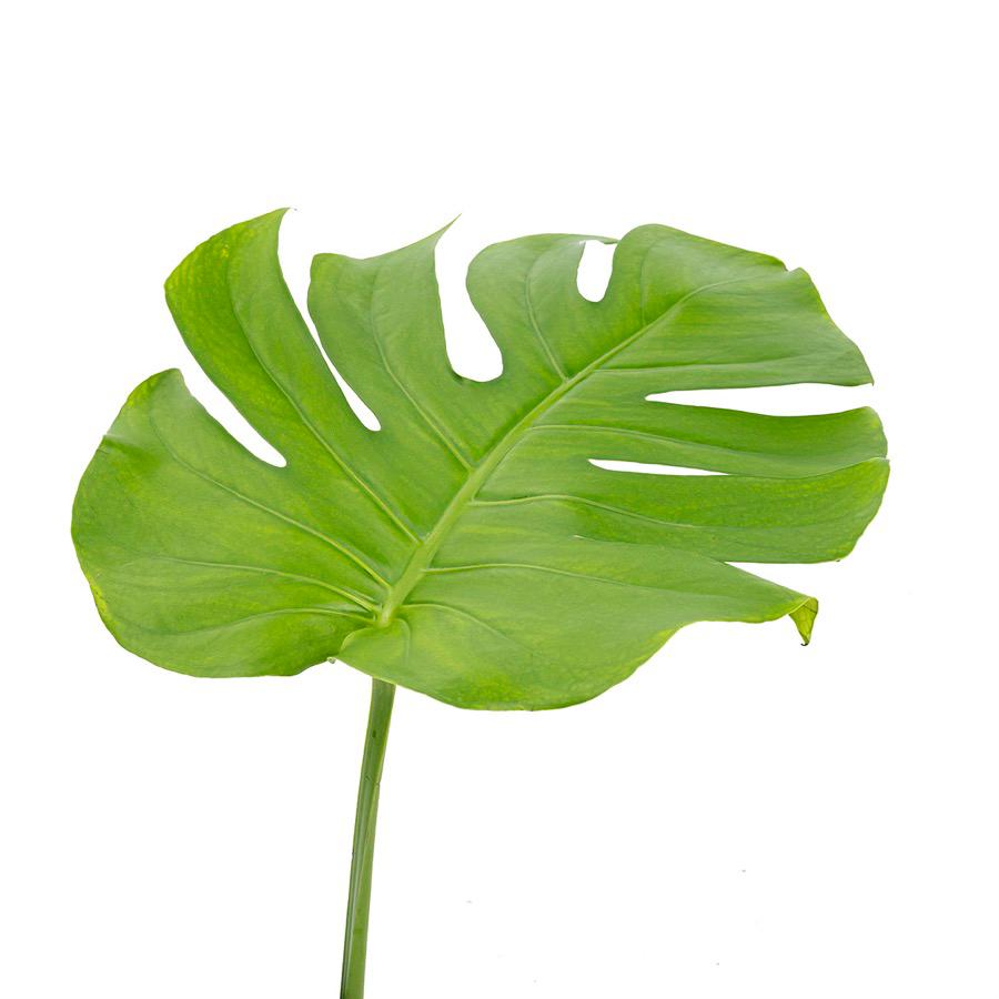 龟背叶 ~ Turtle Leaves
