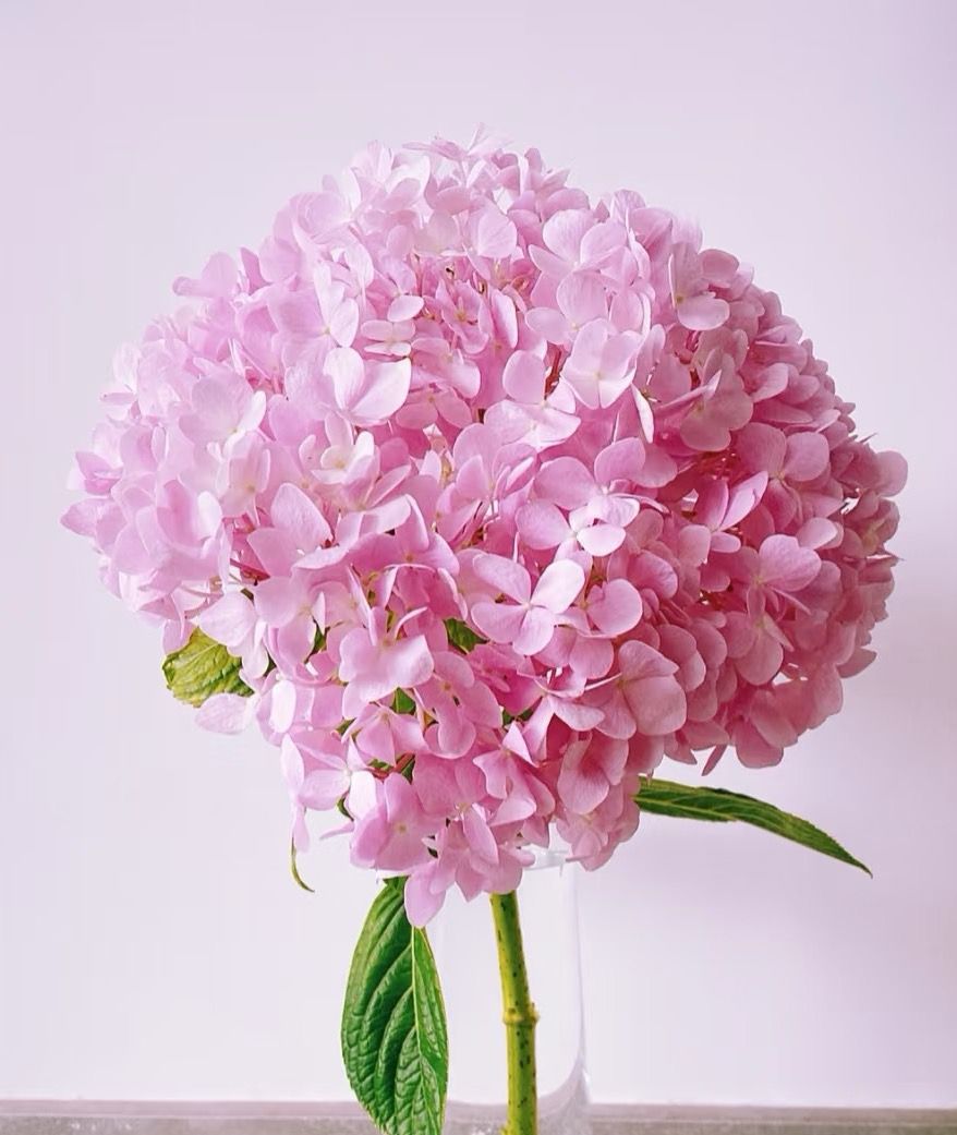 单支~深粉绣球 Hydrangea