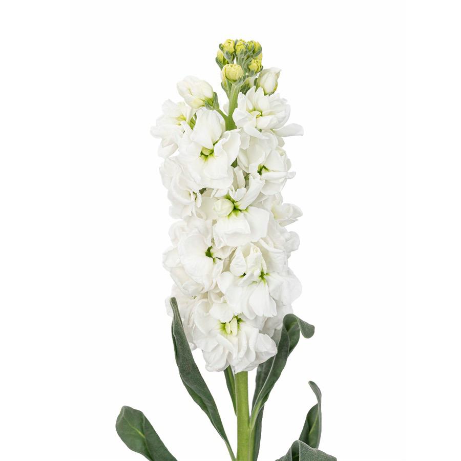 白色紫罗兰 ~ White Violet