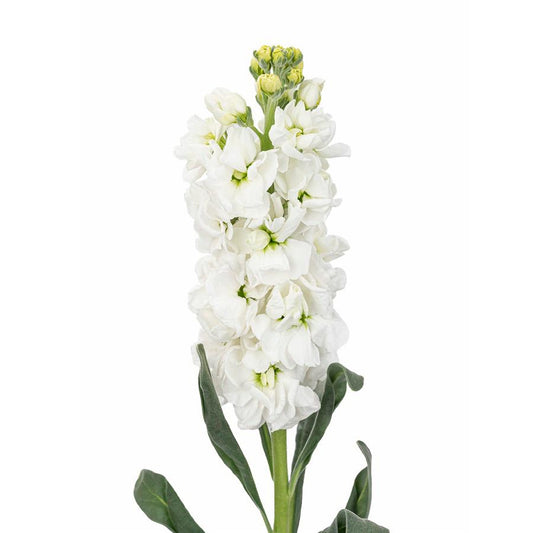 白色紫罗兰 ~ White Violet