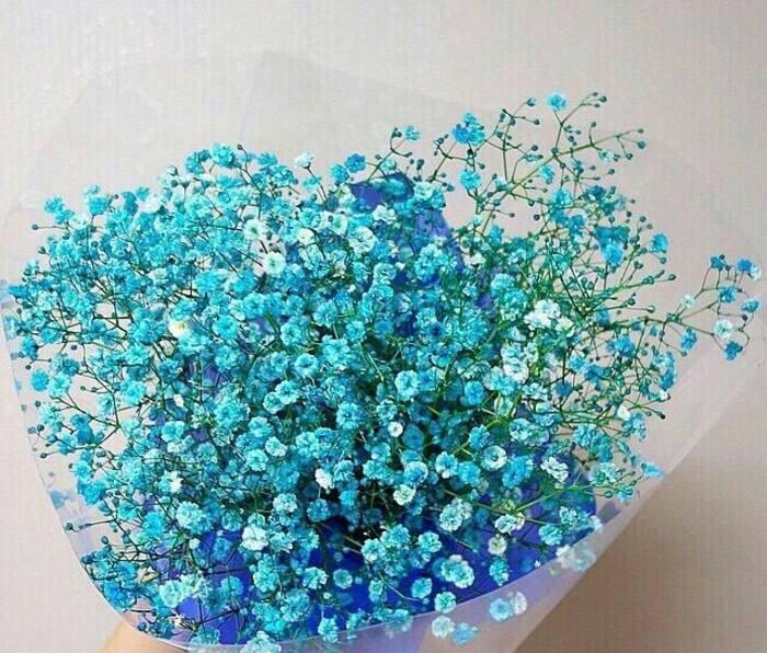 蓝色满天星一包 ~ Blue Baby Breath