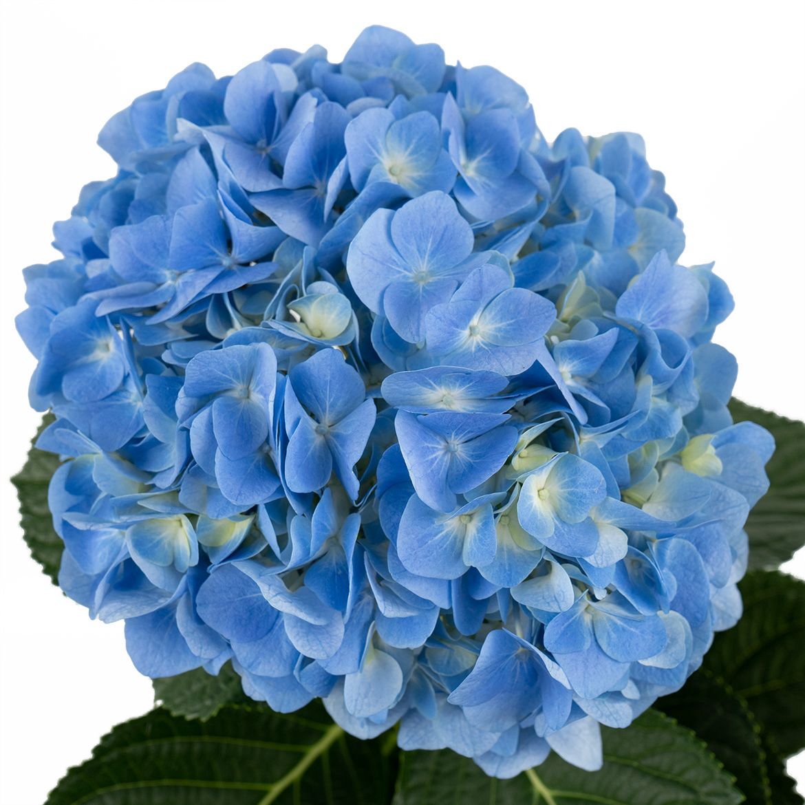 单支 - 深蓝绣球 ~ Dark Blue Hydrangea