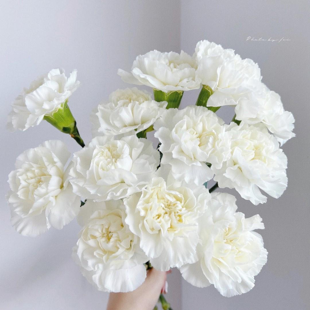 20支 - 白色康乃馨 ~ White Carnation