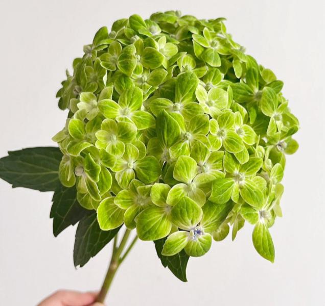 单支 - 绿色绣球 ~ Dark Green Hydrangea