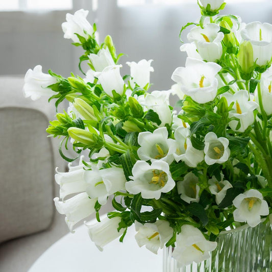 白色风铃草 ~ White Bellflower