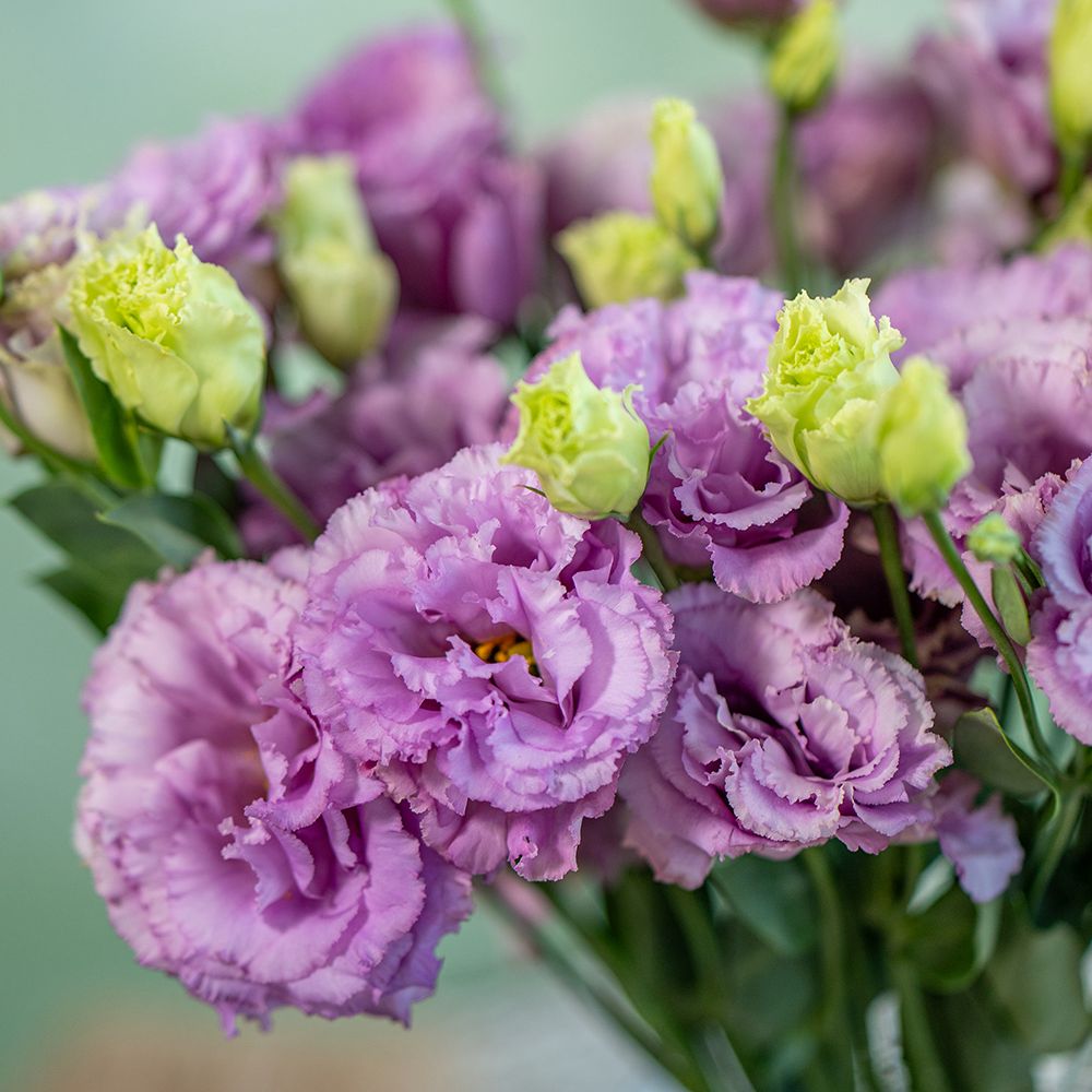 浅紫桔梗 - Purple Eustoma