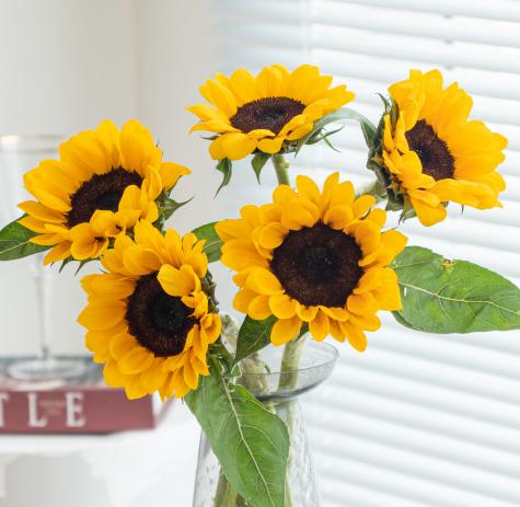 5 支 - 大花向日葵 ~ Sunflower Black