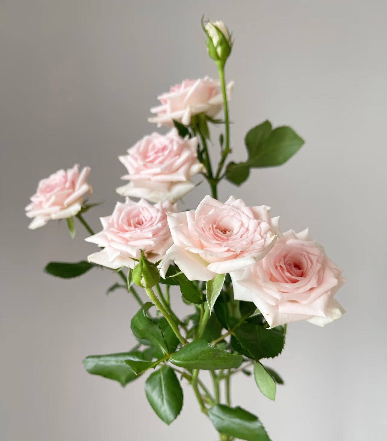 10支 - 粉色多头玫 ~ Pink Mini Roses