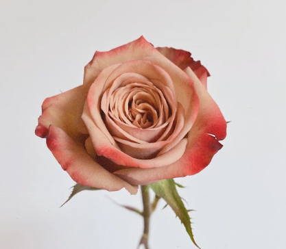 卡布玫瑰/十枝 - Cappuccino Roses 10 Stalk