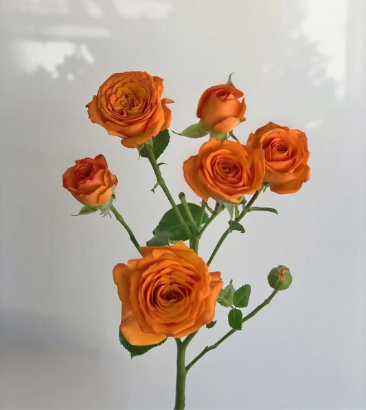 10支 - 橙色多头玫 ~ Orange Mini Roses
