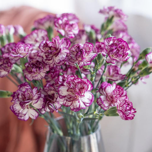 20支 - 多头紫白康乃馨 ~ 2 Tone Carnation Purple