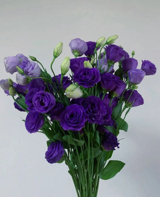 深紫桔梗 - Dark Purple Eustoma