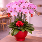 Phalaenopsis Orchid