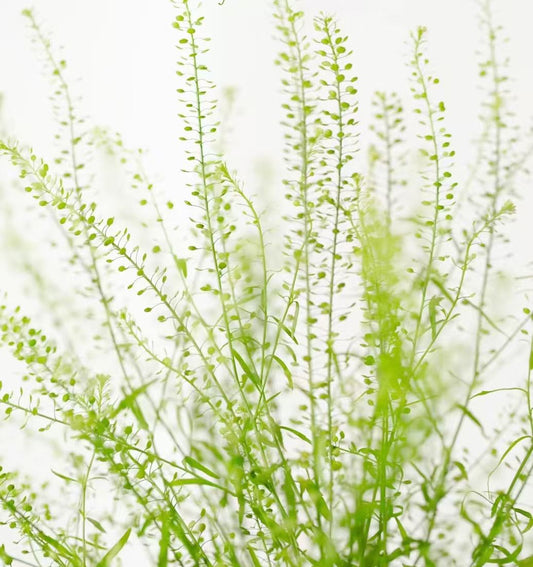 绿灵草 ~ Thlaspi Green