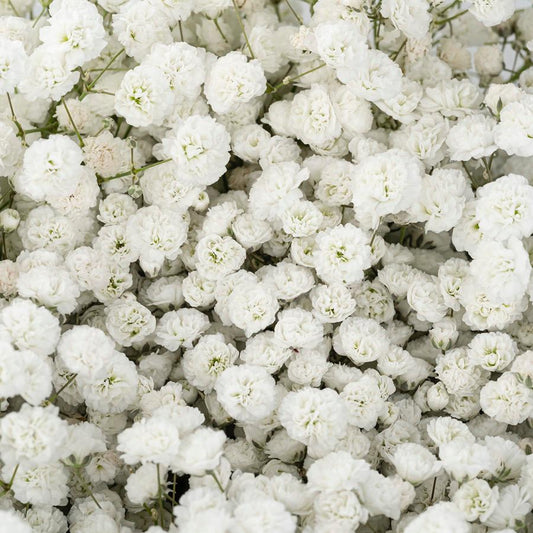白色满天星一包 ~ White Baby Breath