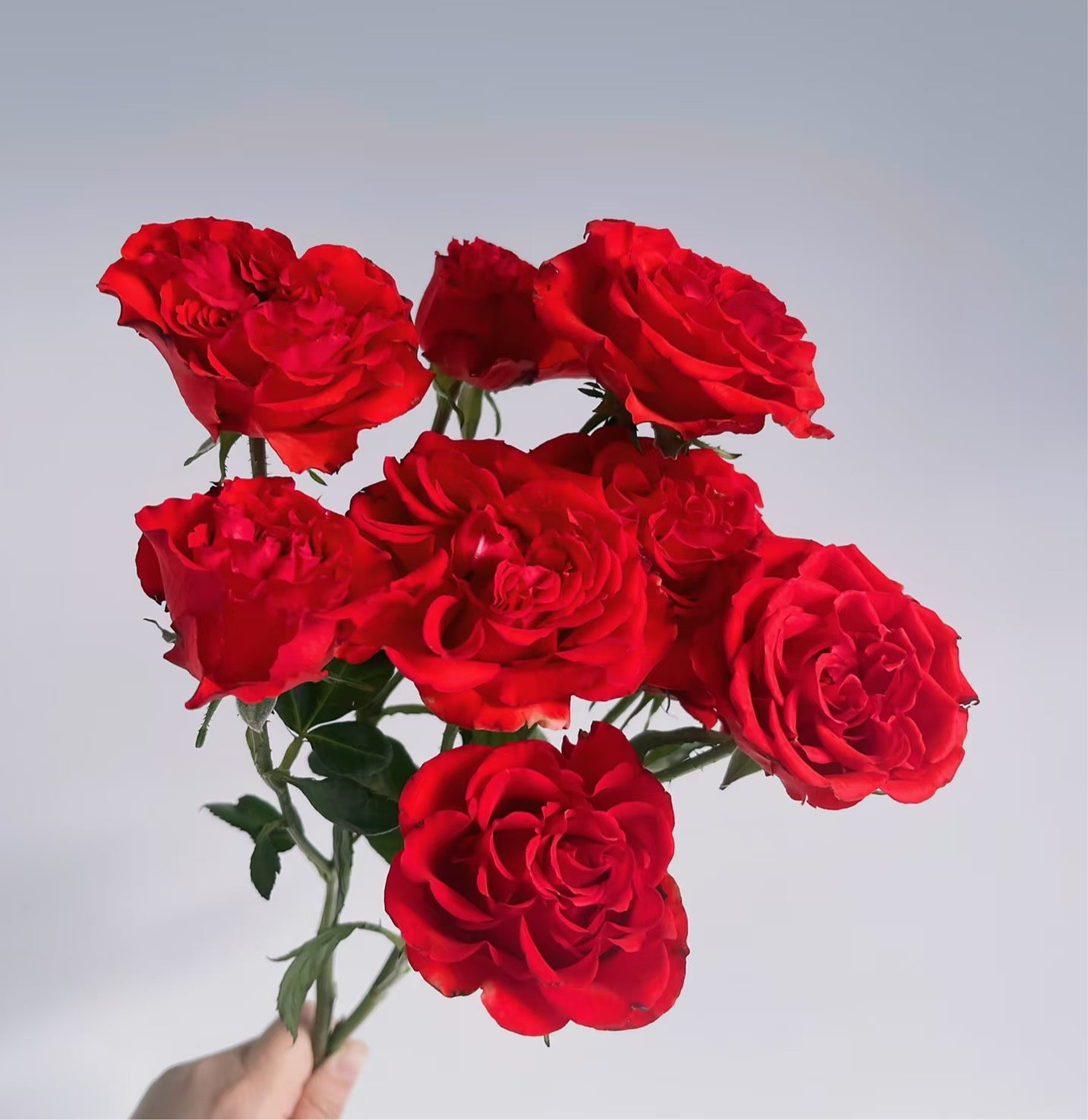10支 - 红色多头玫 ~ Red Mini Roses